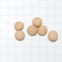 Click for 1 image(s) for this accession. Image