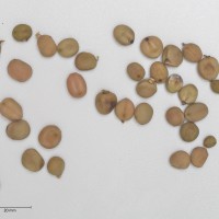 Click for 4 image(s) for this accession. Image