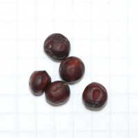 Click for 2 image(s) for this accession. Image