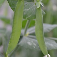 Click for 19 image(s) for this accession. Image