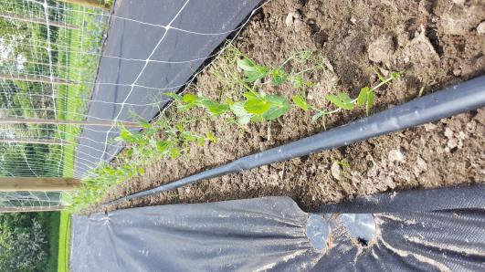 Click for 10 image(s) for this accession.