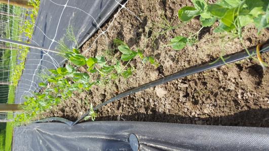 Click for 11 image(s) for this accession.