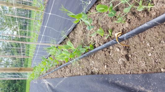 Click for 10 image(s) for this accession.