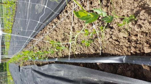 Click for 11 image(s) for this accession.