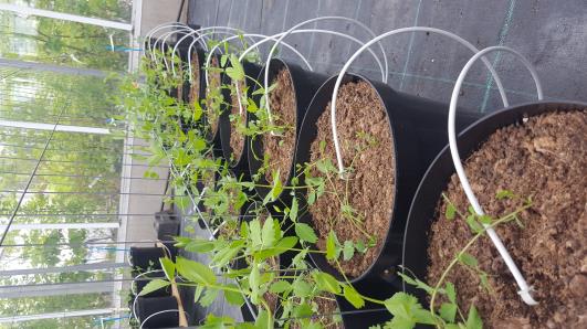 Click for 9 image(s) for this accession.