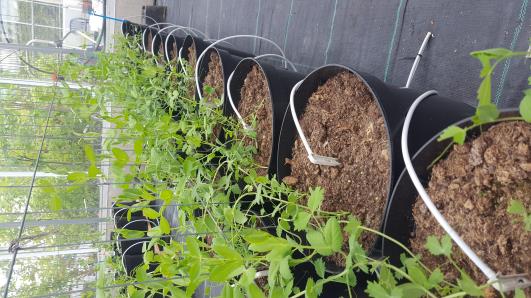 Click for 12 image(s) for this accession.