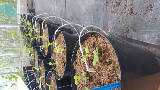 Click for 7 image(s) for this accession.