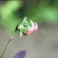 Click for 4 image(s) for this accession. Image