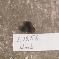 Click for 2 image(s) for this accession. Image