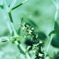 Click for 1 image(s) for this accession. Image