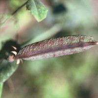 Click for 2 image(s) for this accession. Image