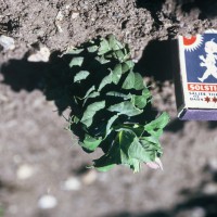 Click for 1 image(s) for this accession. Image