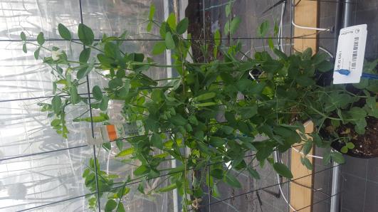 Click for 5 image(s) for this accession.