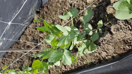 Click for 9 image(s) for this accession.