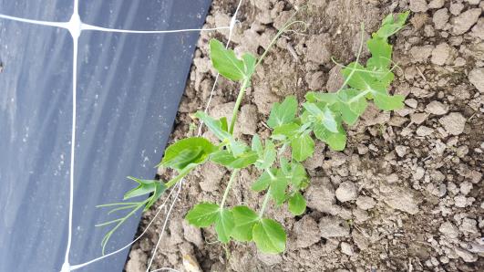 Click for 10 image(s) for this accession.