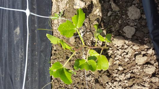 Click for 14 image(s) for this accession.