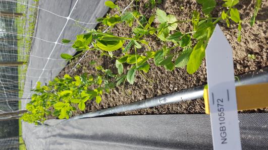 Click for 12 image(s) for this accession.