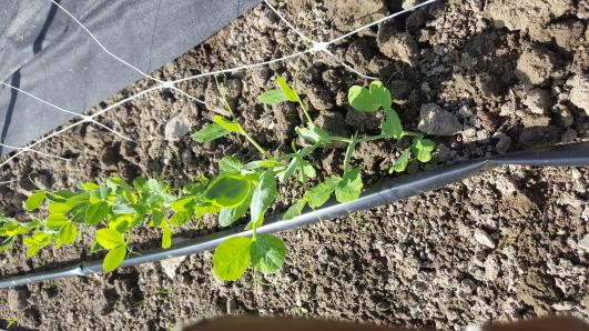 Click for 10 image(s) for this accession.