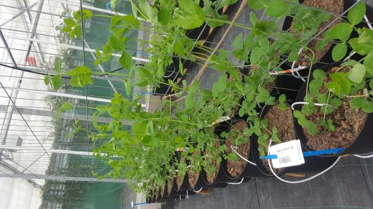 Click for 12 image(s) for this accession.