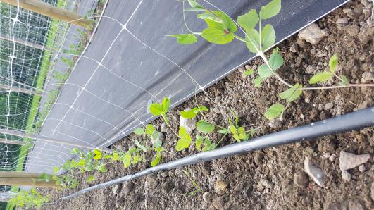 Click for 15 image(s) for this accession.