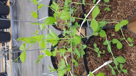 Click for 11 image(s) for this accession.