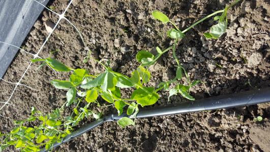 Click for 13 image(s) for this accession.