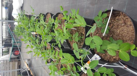 Click for 13 image(s) for this accession.