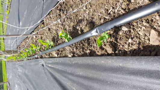 Click for 9 image(s) for this accession.