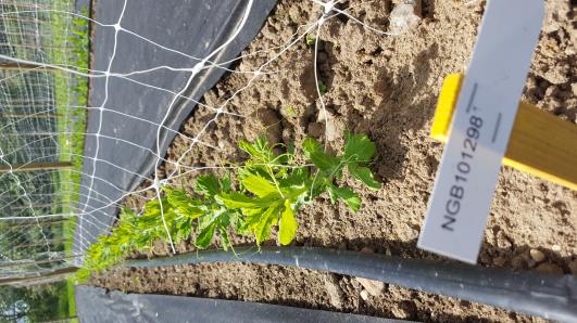 Click for 15 image(s) for this accession.