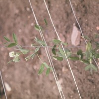 Click for 9 image(s) for this accession. Image