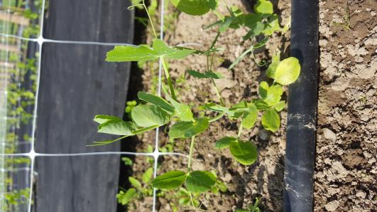 Click for 10 image(s) for this accession.