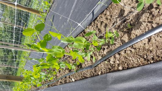 Click for 16 image(s) for this accession.