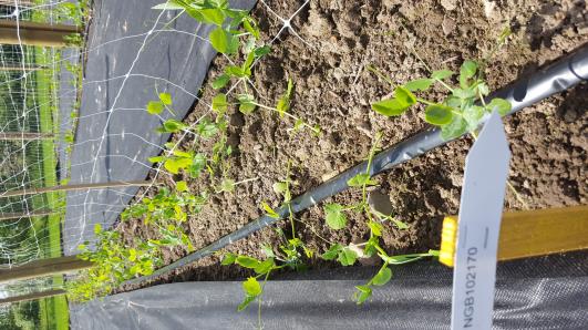 Click for 9 image(s) for this accession.