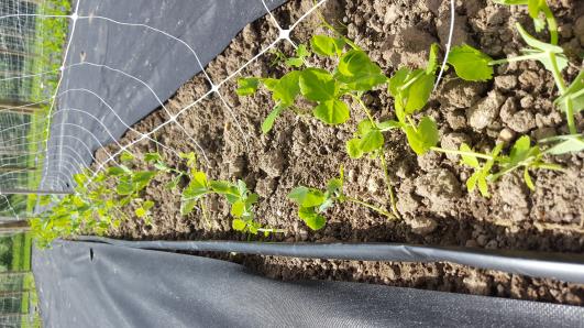 Click for 11 image(s) for this accession.