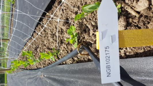 Click for 9 image(s) for this accession.