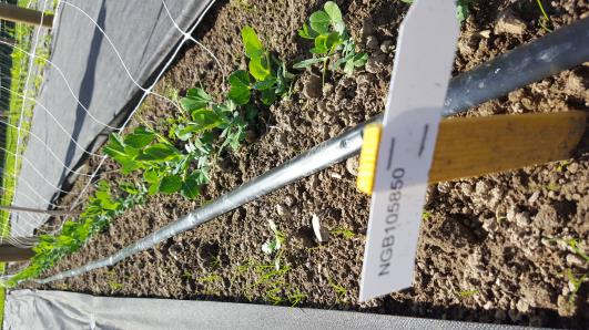 Click for 11 image(s) for this accession.