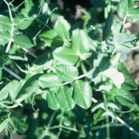 Click for 1 image(s) for this accession. Image