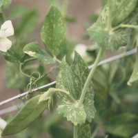 Click for 11 image(s) for this accession. Image