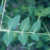 Click for 1 image(s) for this accession. Image