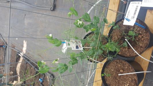 Click for 3 image(s) for this accession.