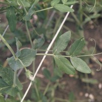 Click for 1 image(s) for this accession. Image