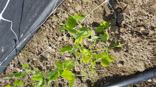 Click for 10 image(s) for this accession.