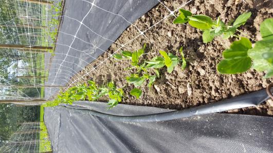 Click for 10 image(s) for this accession.