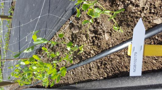 Click for 8 image(s) for this accession.