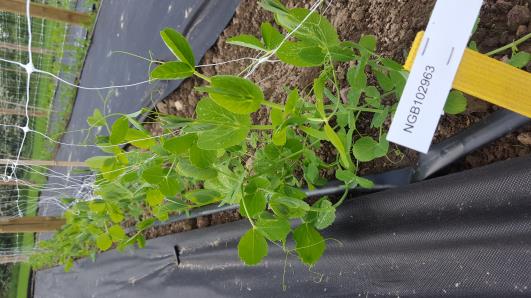 Click for 10 image(s) for this accession.