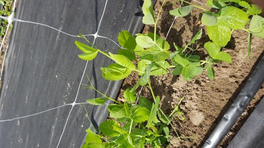 Click for 12 image(s) for this accession.