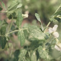 Click for 12 image(s) for this accession. Image