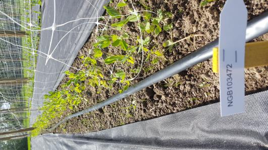 Click for 15 image(s) for this accession.