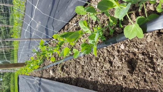 Click for 13 image(s) for this accession.