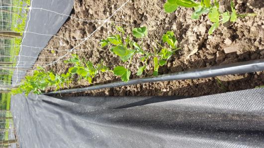 Click for 11 image(s) for this accession.